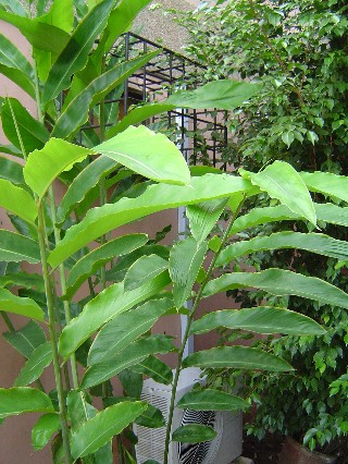 The Bush Outside Our Door